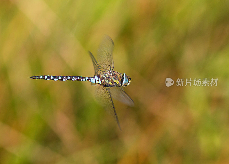 飞行移民小贩(Aeshna mixta)